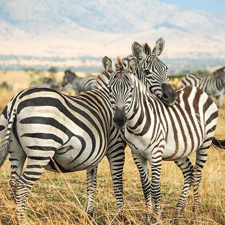 Lake Natron Maasai Giraffe Eco Lodge And Camping Mtowabaga Buitenkant foto