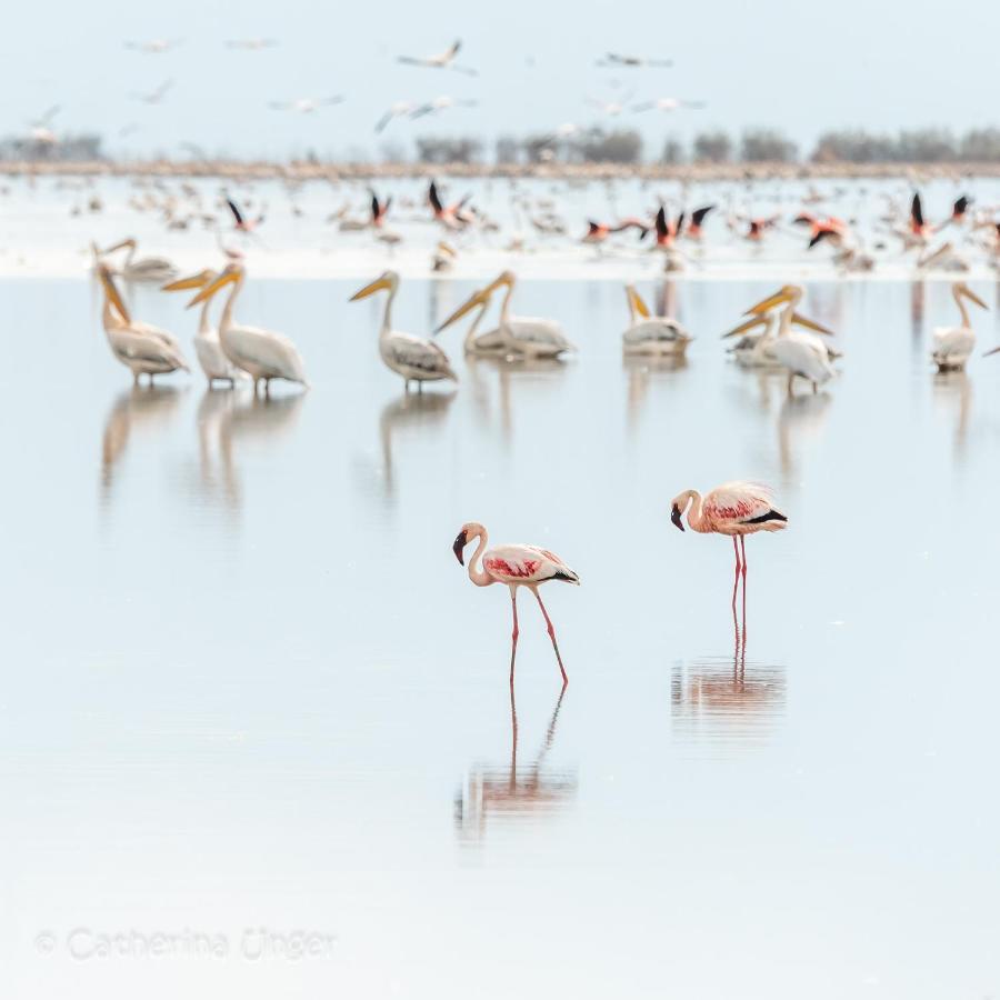 Lake Natron Maasai Giraffe Eco Lodge And Camping Mtowabaga Buitenkant foto
