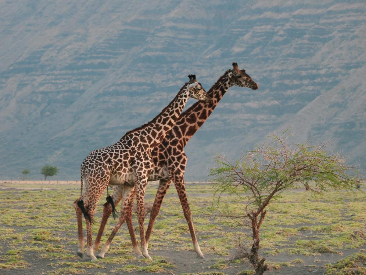 Lake Natron Maasai Giraffe Eco Lodge And Camping Mtowabaga Buitenkant foto