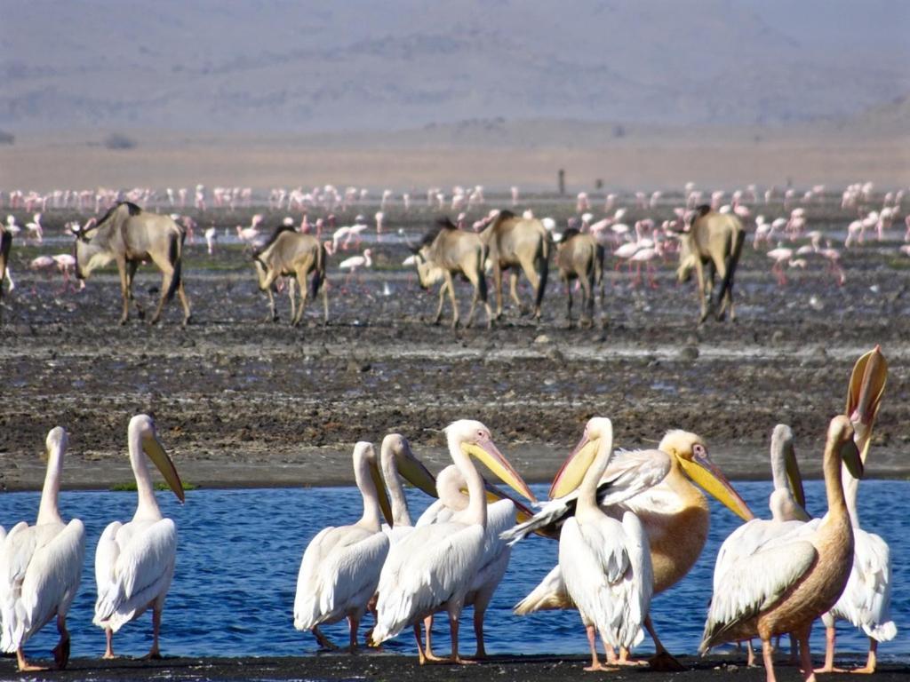 Lake Natron Maasai Giraffe Eco Lodge And Camping Mtowabaga Buitenkant foto