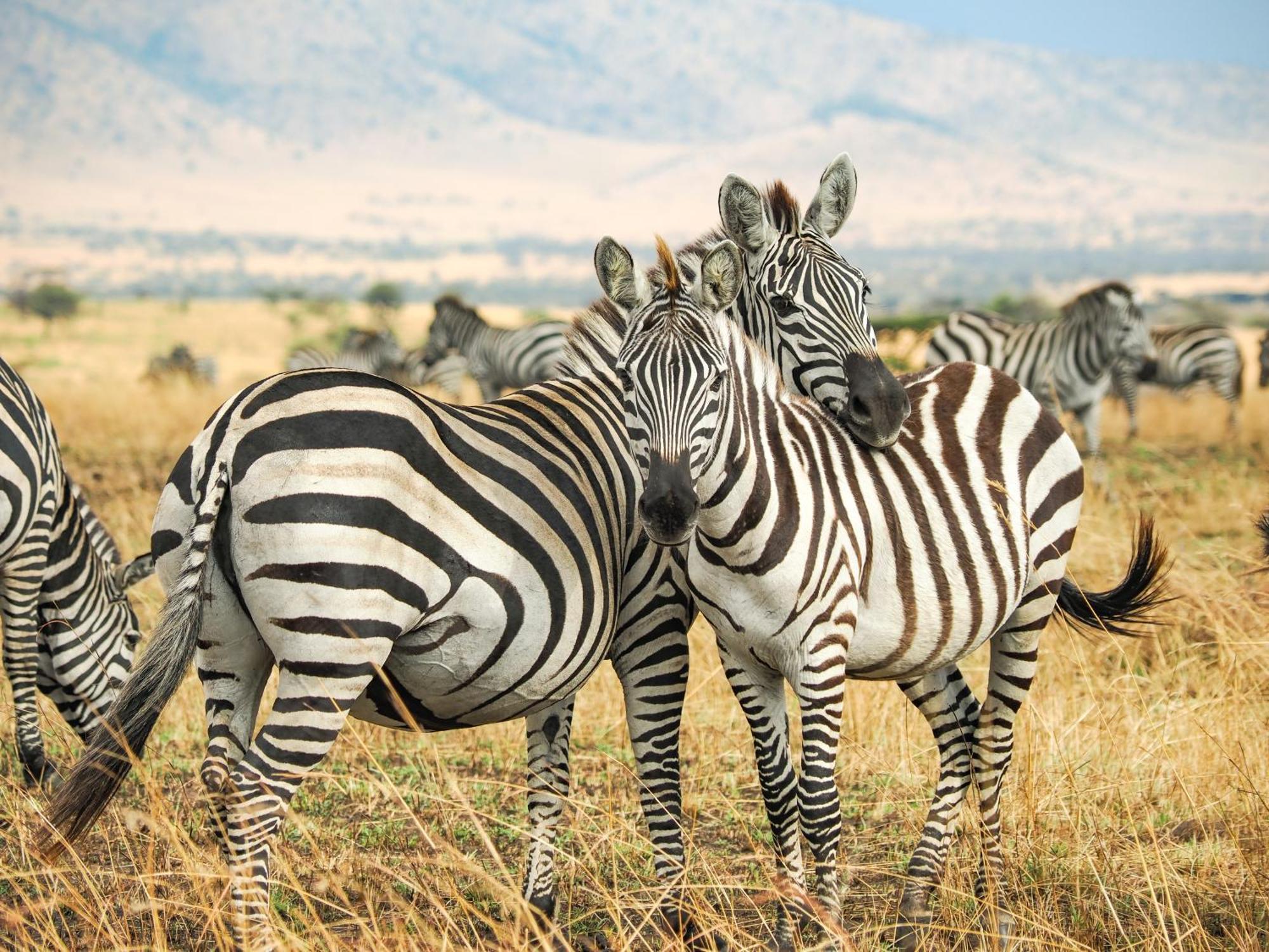 Lake Natron Maasai Giraffe Eco Lodge And Camping Mtowabaga Buitenkant foto